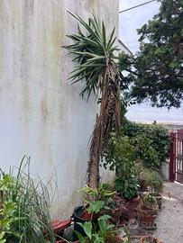 Albero di yucca