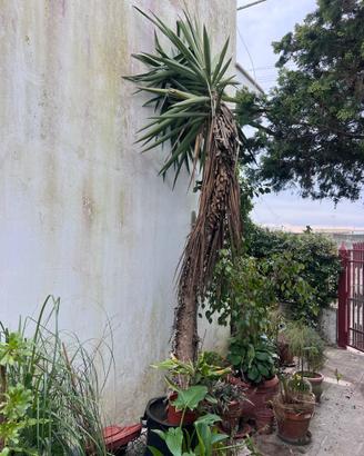 Albero di yucca
