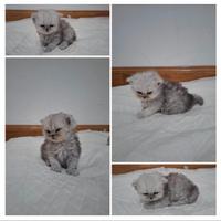 Ultime due cucciole di Persiano Chinchilla