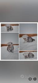 Ultime due cucciole di Persiano Chinchilla