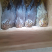 Pappagalli