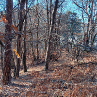 I bosco in pendenza inedificabile