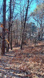 I bosco in pendenza inedificabile