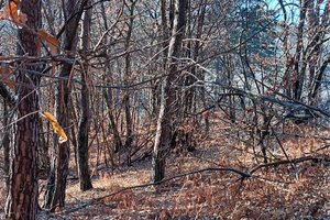 I bosco in pendenza inedificabile