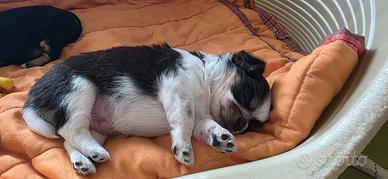 Chihuahua femmine