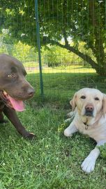 Labrador cucciolata