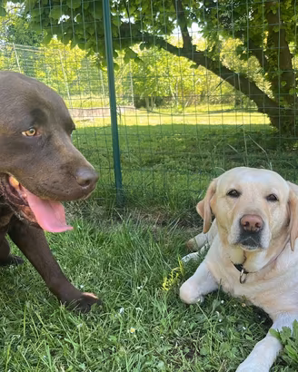 Labrador cucciolata