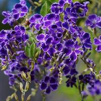  Pianta Duranta fiori viola h 20 - 25 cm in vaso14