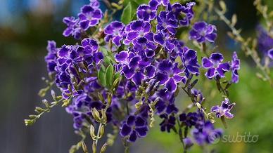  Pianta Duranta fiori viola h 20 - 25 cm in vaso14