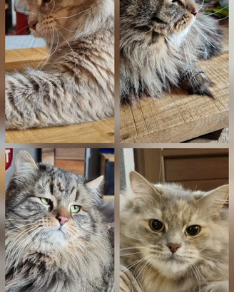 Cuccioli Siberiani Ipoallergenici