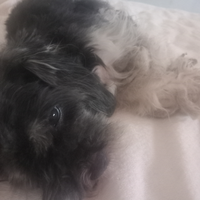 Regalasibdue cagnolin8