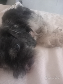 Regalasibdue cagnolin8