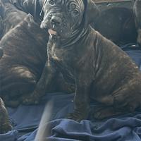 Cane corso