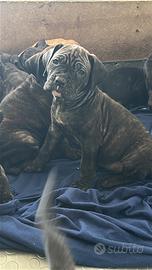 Cane corso