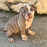 American bully XL