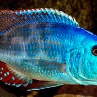 Nimbochromis Fuscotaeniatus ciclide africano