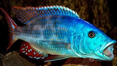 Nimbochromis Fuscotaeniatus ciclide africano