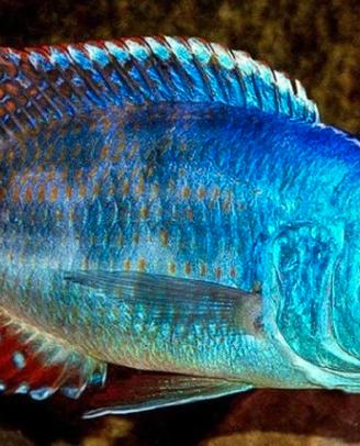 Nimbochromis Fuscotaeniatus ciclide africano