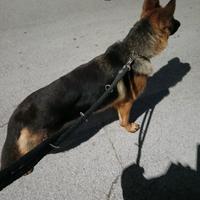 Pastore tedesco femmina