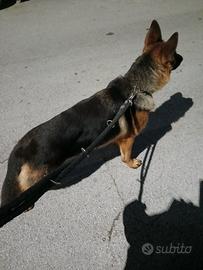 Pastore tedesco femmina