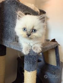 Splendido gattino maschio Ragdoll