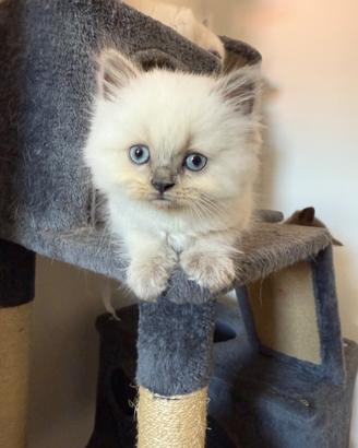 Splendido gattino maschio Ragdoll