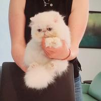 Cuccioli bianchi di persiani ad alta genealogia