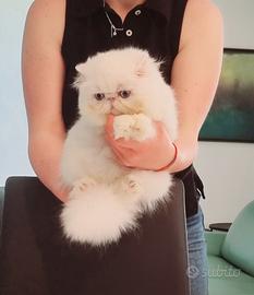 Cuccioli bianchi di persiani ad alta genealogia