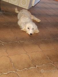 Maltipoo cucciola