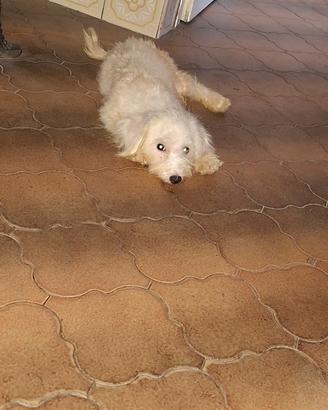 Maltipoo cucciola