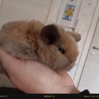 Disponibili cuccioli di coniglio ariete