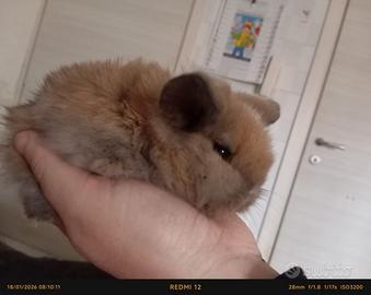 Disponibili cuccioli di coniglio ariete