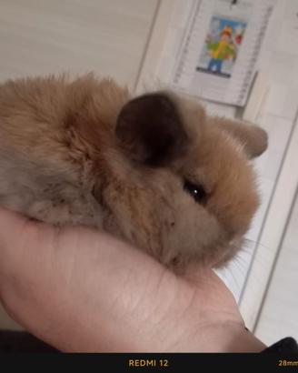 Disponibili cuccioli di coniglio ariete