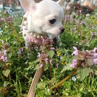 Chihuahua pelo corto biancocrem