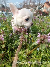 Chihuahua pelo corto biancocrem