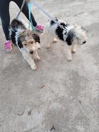 Coppia di Lagotto - 7 Mesi - Già Avviati