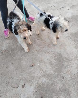 Coppia di Lagotto - 7 Mesi - Già Avviati