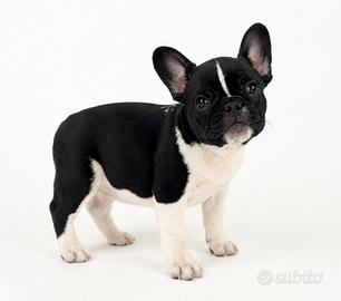Bulldog francese