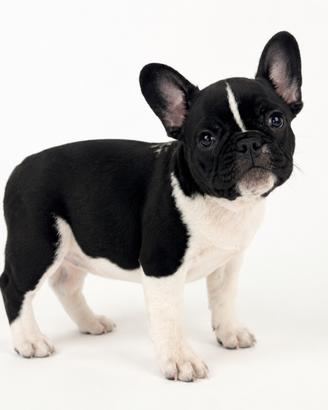 Bulldog francese