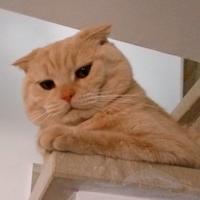 Maschio scottish fold per accoppiamento