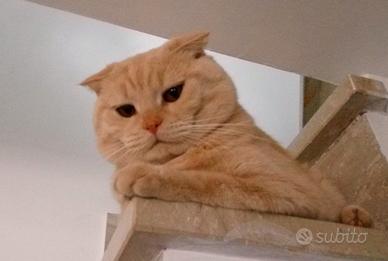Maschio scottish fold per accoppiamento
