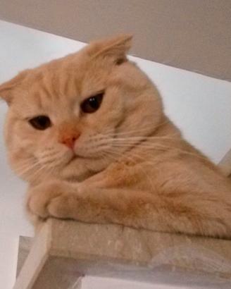 Maschio scottish fold per accoppiamento