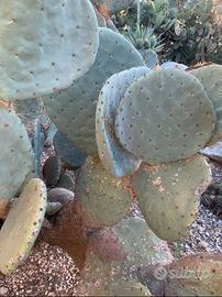 Piante grasse siciliane Opuntia robusta.