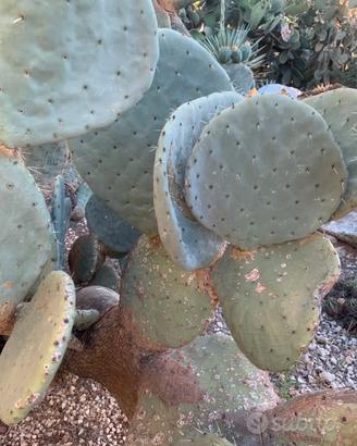 Piante grasse siciliane Opuntia robusta.