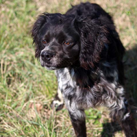 Breton maschio addestrato caccia