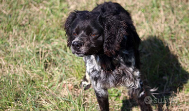 Breton maschio addestrato caccia