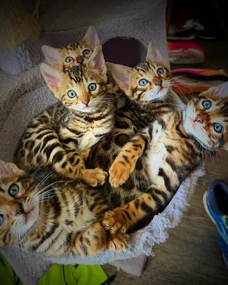 Cuccioli Gatto del Bengala