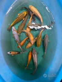 KOI meravigliosi tosai misti colorazioni nati 2024