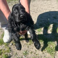 Cucciolo di cocker nero maschio di 2 mesi