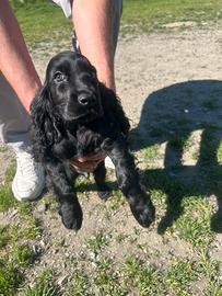 Cucciolo di cocker nero maschio di 2 mesi